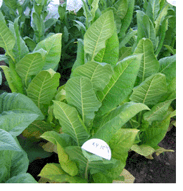 Kentucky 15 Tobacco Plant